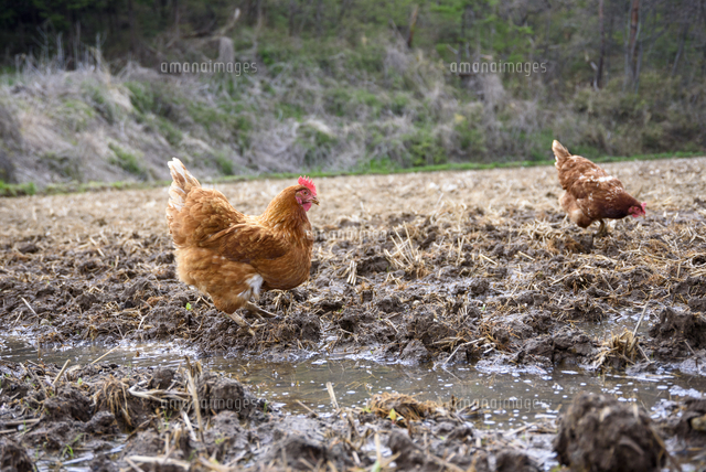 家の周りや 田んぼで平飼いされている ニワトリ 学名 Gallus Gallus Domesticus の写真素材 イラスト素材 アマナイメージズ