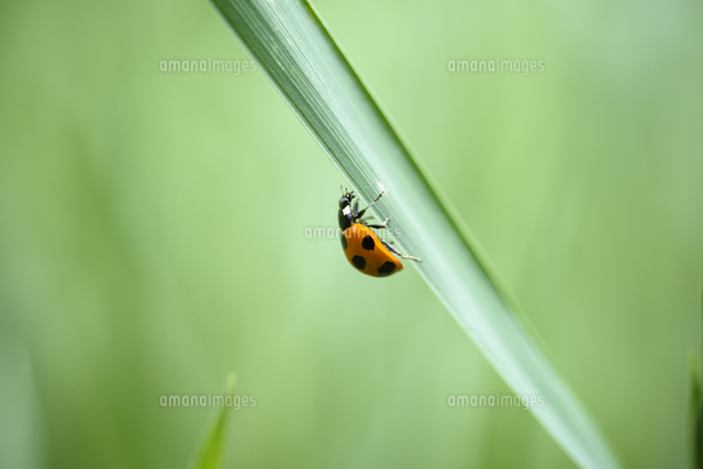 ススキの葉につかまった ナナホシテントウ 学名 Coccinella Septempunctata の写真素材 イラスト 素材 アマナイメージズ