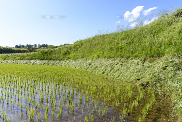 田植えを終えた 初夏の田んぼと土手草刈り の写真素材 イラスト素材 アマナイメージズ