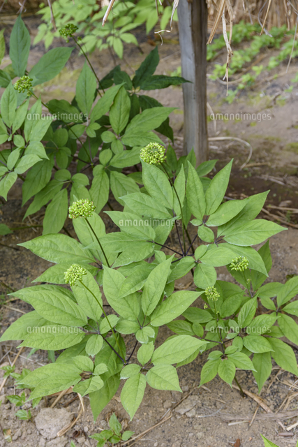 栽培される「チョウセンニンジン（オタネニンジン）」 学名：Panax