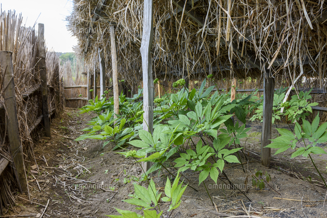 栽培される「チョウセンニンジン（オタネニンジン）」 学名：Panax