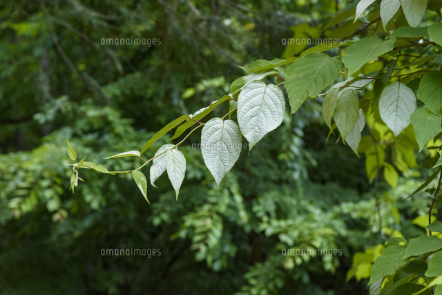 観葉植物のような マタタビ の葉 学名 Actinidia Polygama の写真素材 イラスト素材 アマナイメージズ
