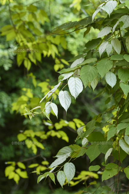 観葉植物のような マタタビ の葉 学名 Actinidia Polygama の写真素材 イラスト素材 アマナイメージズ