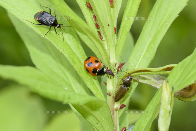 アブラムシを食べる ナナホシテントウ とモンキクロカスミカメムシ クシコメツキの仲間 の写真素材 イラスト素材 アマナイメージズ