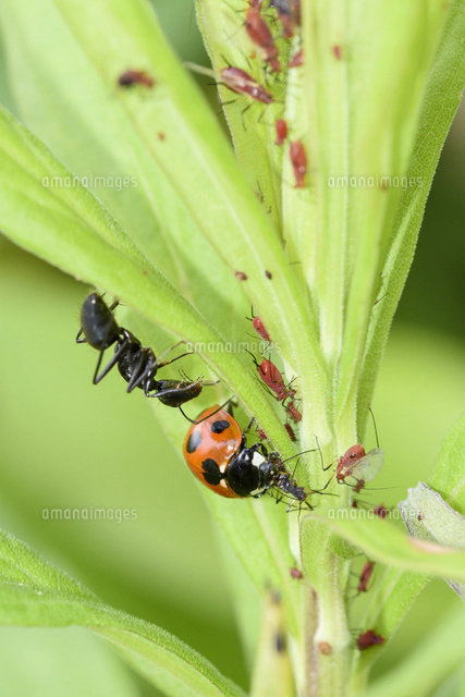 アリマキ牧場のアブラムシを ナナホシテントウ に食べられて なすすべがないクロヤマアリ の写真素材 イラスト素材 アマナイメージズ