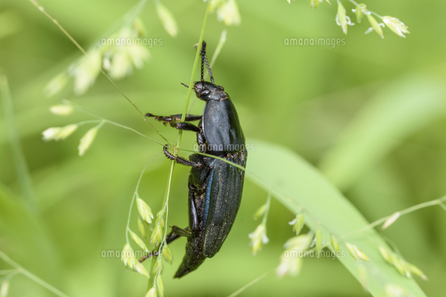 necrophila 