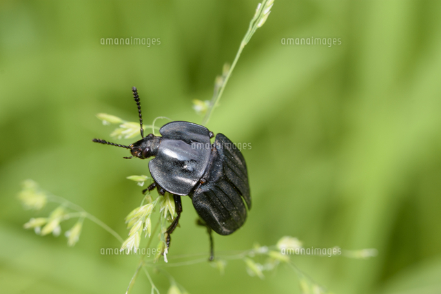 necrophila 