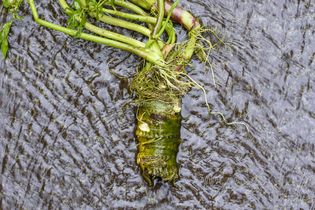 日本三大猛毒植物のひとつに数えられる。「ドクゼリ」の地下茎、食用の