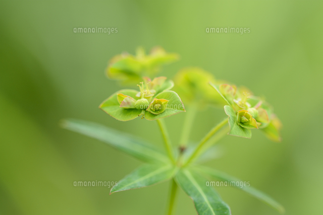 タカトウダイ の異世界の植物のような 不思議な形の花 学名 Euphorbia Lasiocaula の写真素材 イラスト素材 アマナイメージズ