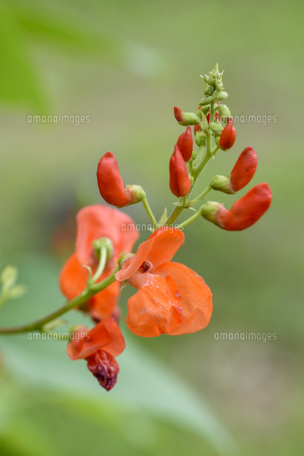 ハナマメ 和名 ベニバナインゲン の花 学名 Phaseolus Coccineus の写真素材 イラスト素材 アマナイメージズ