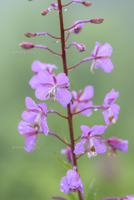 霧雨に濡れそぼる ヤナギラン の花 学名 Chamerion Angustifolium の写真素材 イラスト素材 アマナイメージズ