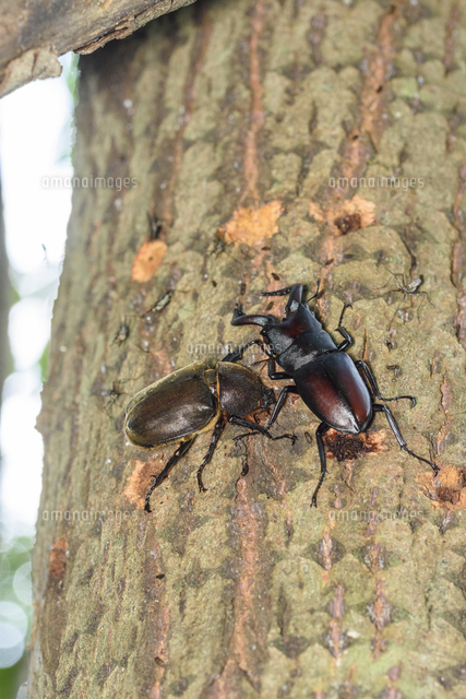 樹液を飲むカブトムシの雌とノコギリクワガタ Prosopocoilus Inclinatus の写真素材 イラスト 素材 アマナイメージズ