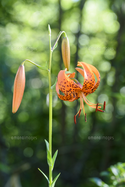 オニユリ の花と蕾 学名 Lilium Lancifolium の写真素材 イラスト素材 アマナイメージズ