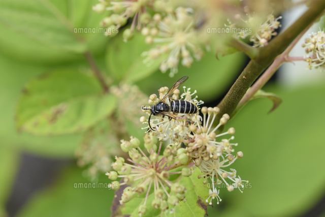 ウドの花の蜜を集める シダクロスズメバチ 学名 Vespula Shidai Ishikawa の写真素材 イラスト素材 アマナイメージズ ウドの花の蜜を集める シダクロスズメバチ 学名 Vespula Shidai Ishikawa の写真素材 イラスト素材 アマナイメージズ