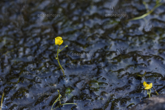 古いため池に咲いた食虫植物 タヌキモ の花 学名 Utricularia Vulgaris の写真素材 イラスト素材 アマナイメージズ