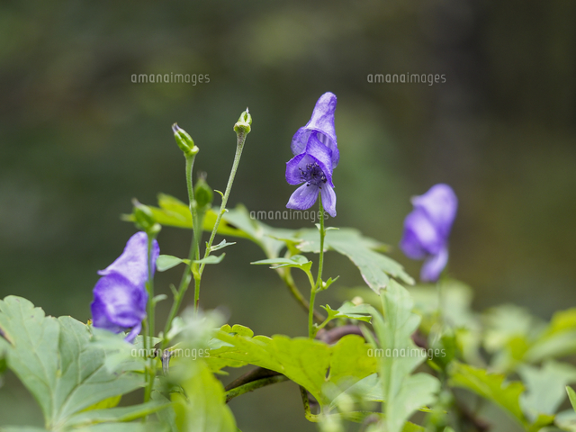 日本三大有毒植物 トリカブト ヤマトリカブト の花 学名 Aconitum Japonicum の写真素材 イラスト素材 アマナイメージズ