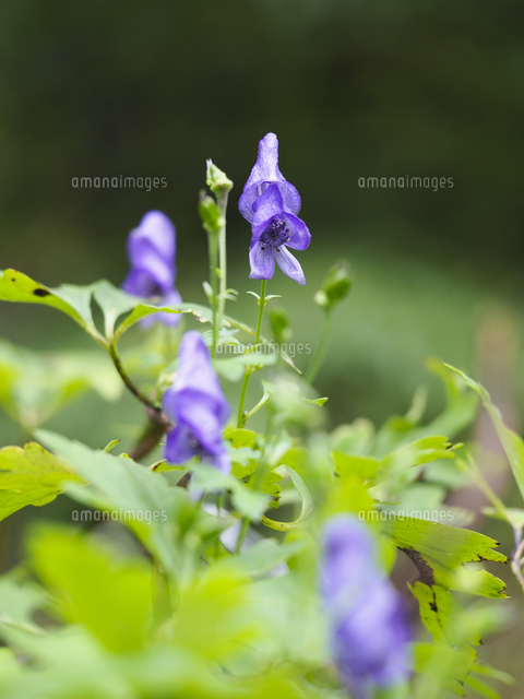 日本三大有毒植物 トリカブト ヤマトリカブト の花 学名 Aconitum Japonicum の写真素材 イラスト 素材 アマナイメージズ