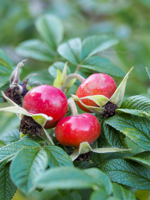 ハマナス の赤い実 学名 Rosa Rugosa の写真素材 イラスト素材 アマナイメージズ ハマナス の赤い実 学名 Rosa Rugosa の写真素材 イラスト素材 アマナイメージズ