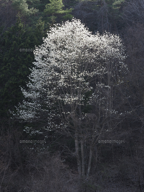 早春 枯れた山裾で春光を浴びる 大きな コブシ の木 学名 Magnolia Kobus の写真素材 イラスト素材 アマナイメージズ