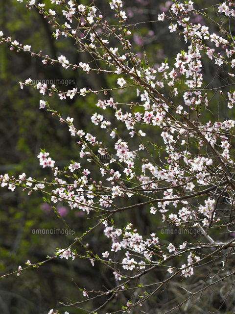 野生の「モモ（ノモモ）」の花 学名：Amygdalus persica[32203011911