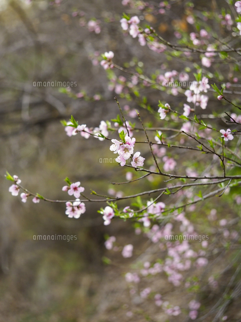 野生の「モモ（ノモモ）」の花 学名：Amygdalus persica[32203011911