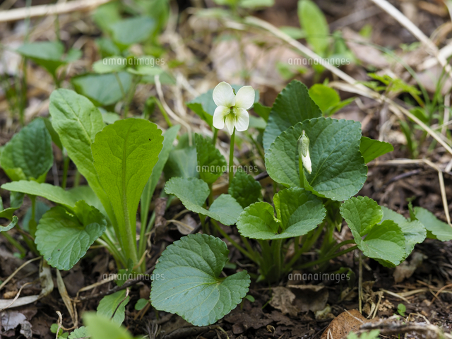 道端に帰化した「アメリカスミレサイシン（Viola sororia）」の白色