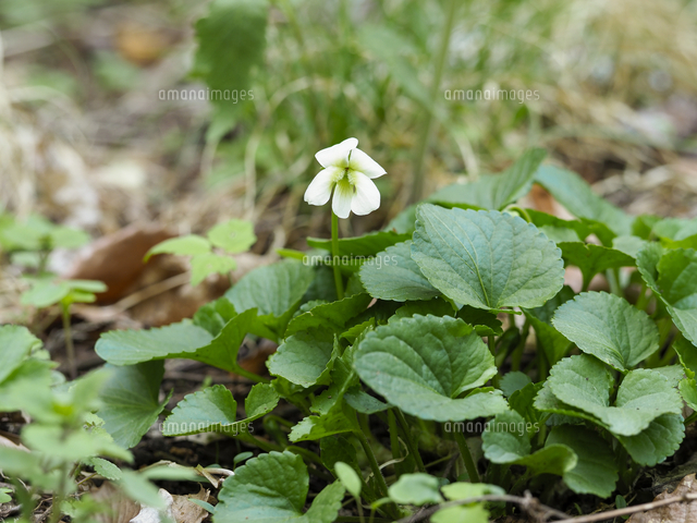 道端に帰化した アメリカスミレサイシン Viola Sororia の白色品種 シロバナアメリカスミレサイシン の写真素材 イラスト素材 アマナイメージズ
