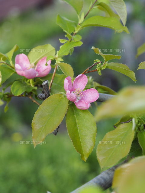カリン の花 学名 Pseudocydonia Sinensis の写真素材 イラスト素材 アマナイメージズ