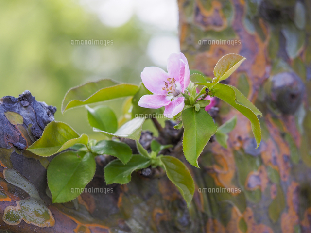 カリン の花 学名 Pseudocydonia Sinensis の写真素材 イラスト素材 アマナイメージズ