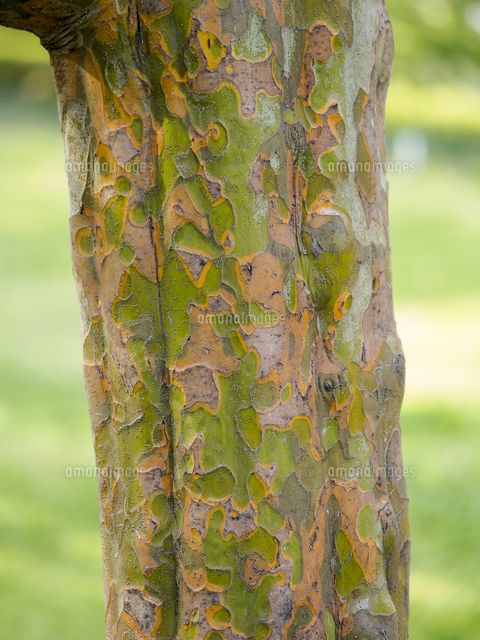 特徴的な模様が美しいの カリン の樹皮 学名 Pseudocydonia Sinensis の写真素材 イラスト 素材 アマナイメージズ 特徴的な模様が美しいの カリン の樹皮 学名 Pseudocydonia Sinensis の写真素材 イラスト 素材 アマナイメージズ