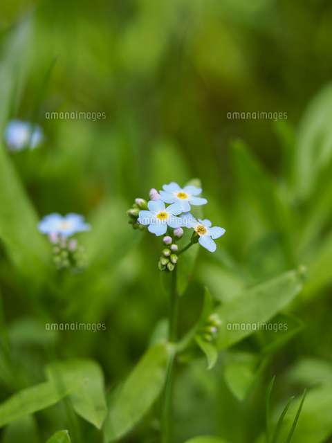 ワスレナグサ シンワスレナグサ の花 学名 Myosotis Scorpioides の写真素材 イラスト素材 アマナイメージズ