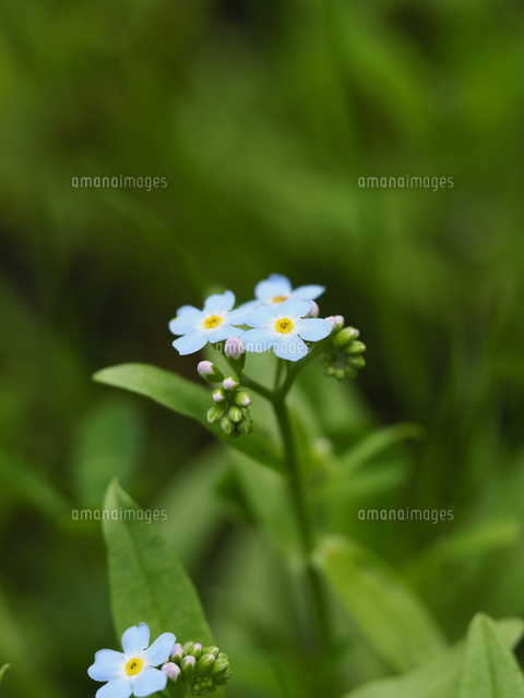 ワスレナグサ シンワスレナグサ の花 学名 Myosotis Scorpioides の写真素材 イラスト素材 アマナイメージズ