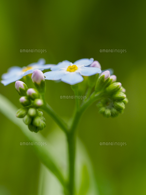 ワスレナグサ シンワスレナグサ の花 学名 Myosotis Scorpioides の写真素材 イラスト素材 アマナイメージズ