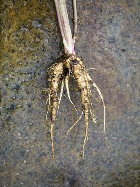 食用になる シャク の根 よく似た猛毒植物ドクゼリとの見分けのポイント 学名 Anthriscus Sylvestris の写真素材 イラスト素材 アマナイメージズ