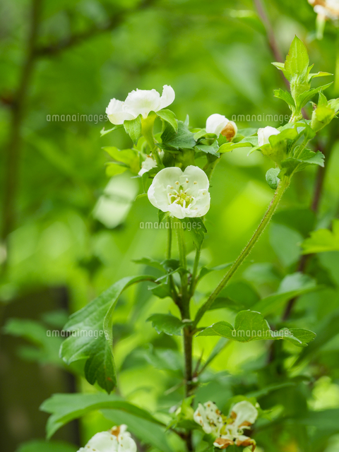 サンザシ の花 学名 Crataegus Cuneata の写真素材 イラスト素材 アマナイメージズ サンザシ の花 学名 Crataegus Cuneata の写真素材 イラスト素材 アマナイメージズ