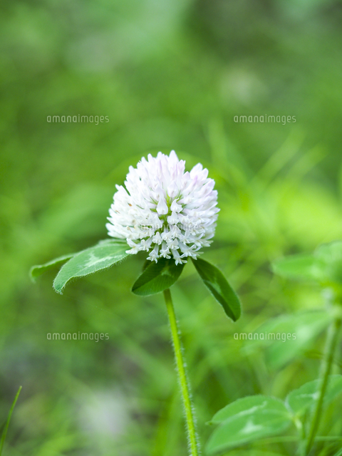 シロバナアカツメクサ（セッカツメクサ）」の花。 学名：Trifolium