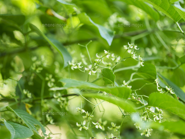 若芽は山菜の「マユミ」の花。秋の実は猛毒。 学名：Euonymus