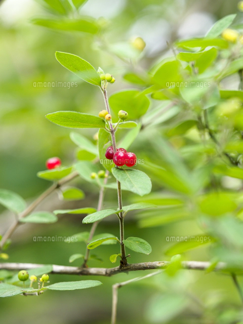 ヒョウタンボク（キンギンボク）」の赤い実。 学名：Lonicera