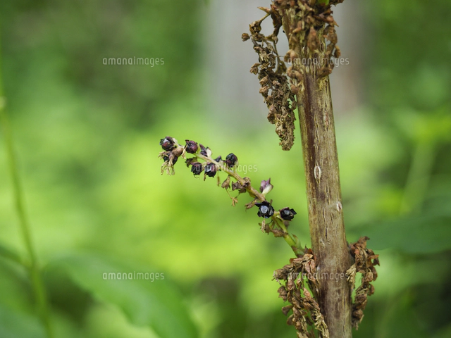 日本三猛毒植物「ドクウツギ」の枝と葉。 学名：Coriaria japonica