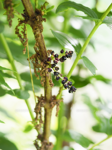 日本三猛毒植物「ドクウツギ」の実ができはじめた雌花。 学名
