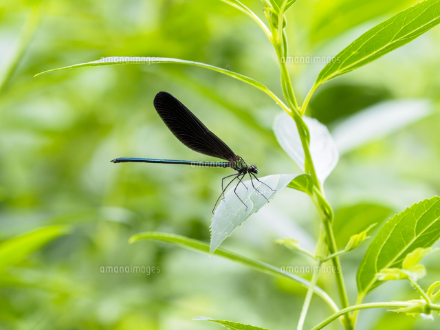 草むらに隠れる ハグロトンボ の雄 学名 Calopteryx Atrata の写真素材 イラスト素材 アマナイメージズ