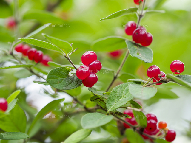 ヒョウタンボク（キンギンボク）」の赤い実。 学名：Lonicera