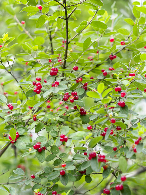 ヒョウタンボク（キンギンボク）」の赤い実。 学名：Lonicera