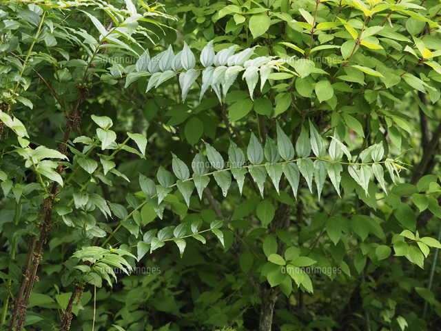日本三猛毒植物「ドクウツギ」の枝と葉。 学名：Coriaria japonica
