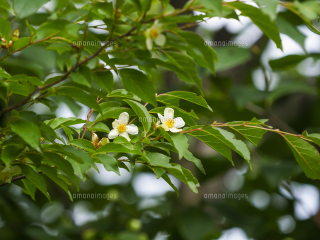 ヒメシャラ」の花。 学名：Stewartia monadelpha[32203013422]の写真