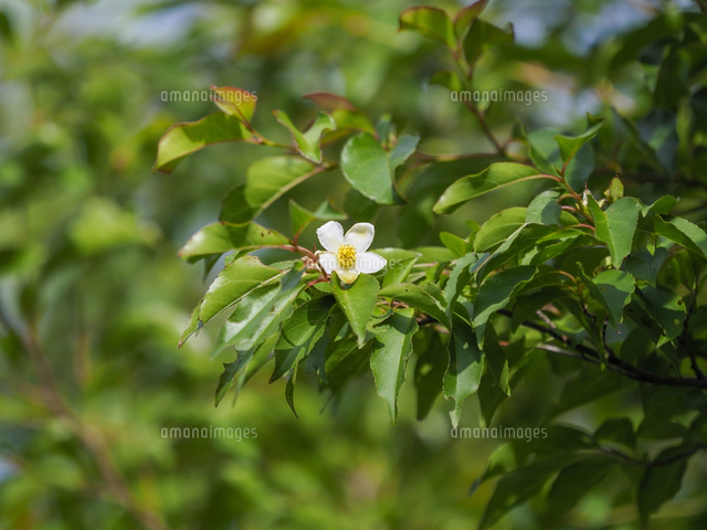 ヒメシャラ」の花。 学名：Stewartia monadelpha[32203013424]の写真