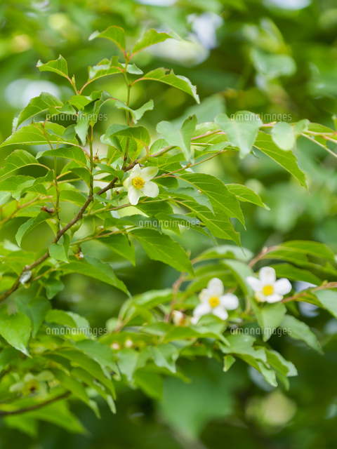 ヒメシャラ」の花。 学名：Stewartia monadelpha[32203013424]の写真