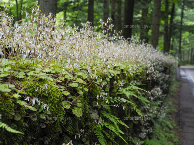 軽井沢、浅間山焼石の石垣に咲く「ユキノシタ」の花。 学名：Saxifraga 