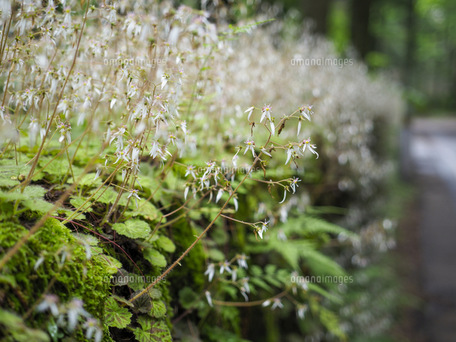 軽井沢、浅間山焼石の石垣に咲く「ユキノシタ」の花。 学名：Saxifraga 