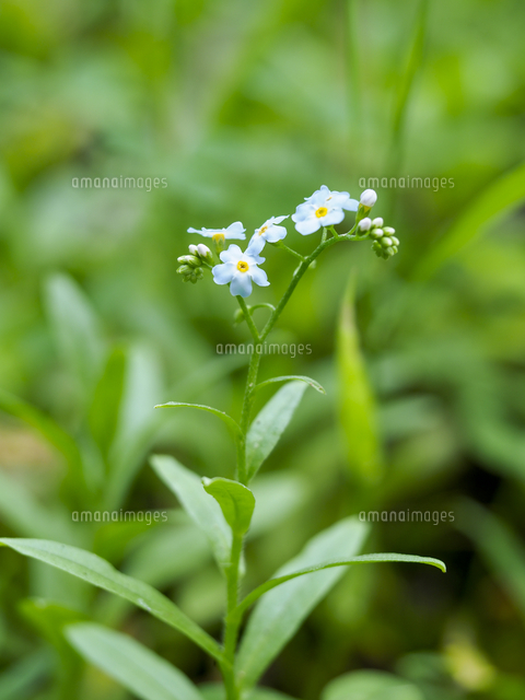 ワスレナグサ シンワスレナグサ の花 学名 Myosotis Scorpioides の写真素材 イラスト素材 アマナイメージズ